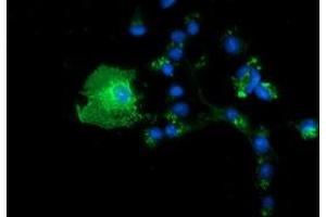 Anti-BTN1A1 mouse monoclonal antibody (ABIN2452842) immunofluorescent staining of COS7 cells transiently transfected by pCMV6-ENTRY BTN1A1 (RC223852). (BTN1A1 抗体)