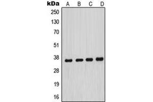 Western Blotting (WB) image for anti-Menage A Trois Homolog 1, Cyclin H Assembly Factor (Xenopus Laevis) (MNAT1) (Center) antibody (ABIN7296338)