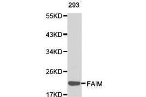 Western Blotting (WB) image for anti-Fas Apoptotic Inhibitory Molecule (FAIM) antibody (ABIN1872646) (FAIM 抗体)