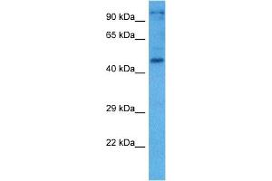 Host:  Mouse  Target Name:  NFIA  Sample Tissue:  Mouse Testis  Antibody Dilution:  1ug/ml (NFIC 抗体  (N-Term))