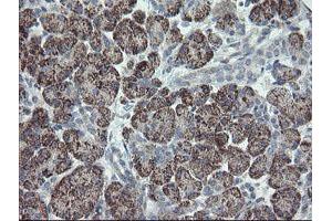 Image no. 1 for anti-C-Type Lectin Domain Family 4, Member E (CLEC4E) antibody (ABIN1497530)