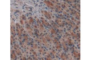 IHC-P analysis of stomach tissue, with DAB staining. (FARS2 抗体  (AA 1-472))