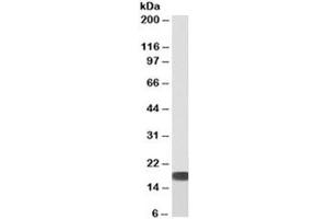 Western blot of human HEK293 cell lysate with biotinylated SOD antibody at 0. (SOD1 抗体  (Biotin))
