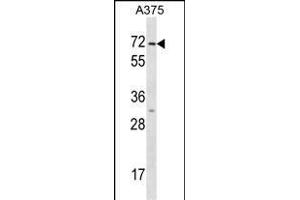 KRT75 Antibody (N-term) (ABIN1539522 and ABIN2848502) western blot analysis in  cell line lysates (35 μg/lane). (Keratin 75 抗体  (N-Term))