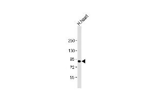 Anti-ACO2 Antibody (Center) at 1:2000 dilution + human heart lysate Lysates/proteins at 20 μg per lane. (ACO2 抗体  (AA 433-467))