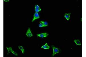 Immunofluorescence staining of HepG2 cells with ABIN7153371 at 1:133, counter-stained with DAPI. (GPSM1 抗体  (AA 60-300))
