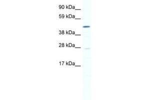 Western Blotting (WB) image for anti-SET and MYND Domain Containing 1 (SMYD1) antibody (ABIN2461463) (SMYD1 抗体)