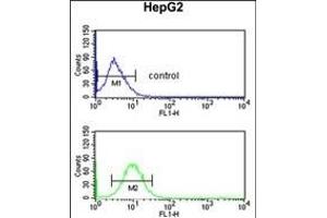 PECI Antibody (C-term) (ABIN652636 and ABIN2842426) flow cytometric analysis of HepG2 cells (bottom histogram) compared to a negative control cell (top histogram). (PECI/ECI2 抗体  (C-Term))