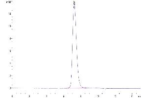 The purity of Human TRAIL R4 is greater than 95 % as determined by SEC-HPLC. (DcR2 Protein (His-Avi Tag))