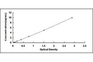 BRCA1/BRCA2-Containing Complex, Subunit 3 (BRCC3) ELISA Kit