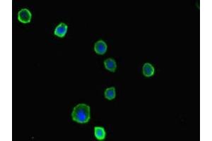 Immunofluorescent analysis of MCF-7 cells using ABIN7142660 at dilution of 1:100 and Alexa Fluor 488-congugated AffiniPure Goat Anti-Rabbit IgG(H+L) (PRKAA2 抗体  (Catalytic Subunit alpha))