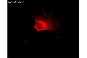 Immunofluorescence (IF) image for anti-mAmetrine Fluorescent Protein antibody (ABIN7273095) (mAmetrine Fluorescent Protein 抗体)
