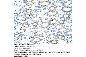 Human kidney (FOXQ1 抗体  (N-Term))