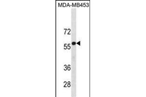 UGT2B4 Antibody (N-term) (ABIN1881977 and ABIN2838759) western blot analysis in MDA-M cell line lysates (35 μg/lane). (UGT2B4 抗体  (N-Term))