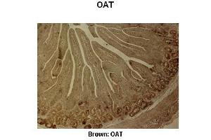 Sample Type :  Pig duodenum   Primary Antibody Dilution :   1:500  Secondary Antibody :  Anti-rabbit-biotin, streptavidin-HRP   Secondary Antibody Dilution :   1:500  Color/Signal Descriptions :  Brown: OAT  Gene Name :  OAT   Submitted by :  Juan C. (OAT 抗体  (C-Term))