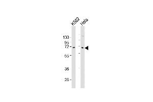 All lanes : Anti-ZN Antibody (C-term) at 1:2000 dilution Lane 1: K562 whole cell lysates Lane 2: Hela whole cell lysates Lysates/proteins at 20 μg per lane. (ZNF257 抗体  (C-Term))