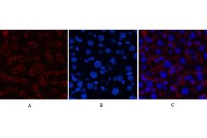 Immunofluorescence analysis of mouse liver tissue. (HSV Tag 抗体)