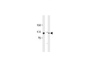 TGM2 Antibody (Center ) (ABIN392285 and ABIN2841950) western blot analysis in HUVEC,K562 cell line lysates (35 μg/lane). (Transglutaminase 2 抗体  (AA 429-458))