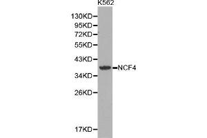 Western blot analysis of extracts of K562 cell lines, using NCF4 antibody. (NCF4 抗体  (AA 1-190))
