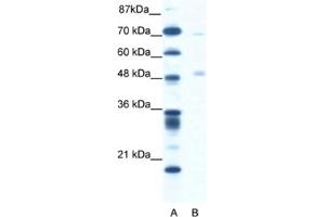 Western Blotting (WB) image for anti-Pancreatic Lipase (PNLIP) antibody (ABIN2460823) (PNLIP 抗体)