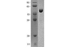 Western Blotting (WB) image for Growth Arrest-Specific 7 (GAS7) (Transcript Variant D) protein (His tag) (ABIN2721704)