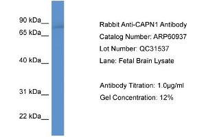 Western Blotting (WB) image for anti-Calpain 1, Large Subunit (CAPNL1) (N-Term) antibody (ABIN2788626) (CAPNL1 抗体  (N-Term))