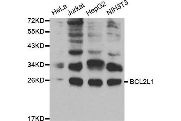 BCL2L1 antibody  (AA 1-120)