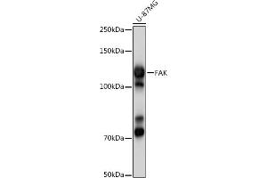 Western blot analysis of extracts of U-87MG cells, using FAK antibody (ABIN3022950, ABIN3022951, ABIN3022952 and ABIN6219313) at 1:1000 dilution. (FAK 抗体)