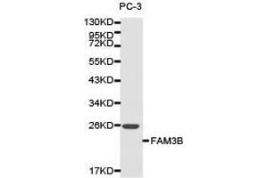 Western Blotting (WB) image for anti-Family with Sequence Similarity 3, Member B (FAM3B) antibody (ABIN1872652) (FAM3B 抗体)