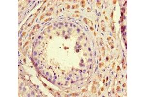 Immunohistochemistry of paraffin-embedded human testis tissue using ABIN7172681 at dilution of 1:100 (TAF2 抗体  (AA 400-450))