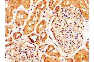 Immunohistochemistry (IHC) image for anti-Relaxin/insulin-Like Family Peptide Receptor 2 (RXFP2) (AA 33-158) antibody (ABIN7167660)