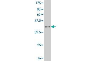 Western Blotting (WB) image for anti-Heat Shock 27kDa Protein 1 (HSPB1) (AA 96-205) antibody (ABIN516740)