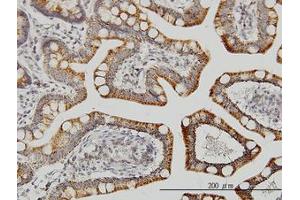 Image no. 1 for anti-Leucine Zipper-EF-Hand Containing Transmembrane Protein 1 (LETM1) (AA 601-709) antibody (ABIN598780) (LETM1 抗体  (AA 601-709))