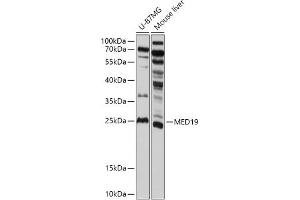 MED19 抗体  (AA 60-160)