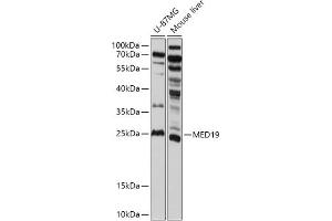 Western blot analysis of extracts of various cell lines, using MED19 antibody (ABIN7268440) at 1:1000 dilution. (MED19 抗体  (AA 60-160))
