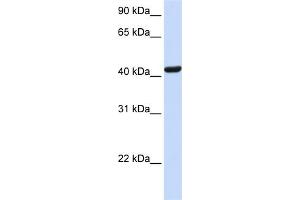 WB Suggested Anti-SKAP1 Antibody Titration:  0. (SKAP1 抗体  (N-Term))