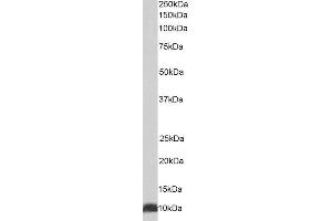 ABIN4902588 (0. (HSPE1 抗体)