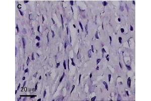 Immunohistochemistry (IHC) image for anti-CD177 Molecule (CD177) (AA 521-650) antibody (ABIN687187)