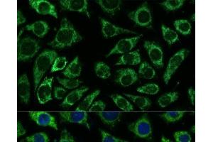 Immunofluorescence (IF) image for anti-Isocitrate Dehydrogenase 3 (NAD+) alpha (IDH3A) antibody (ABIN7258018)