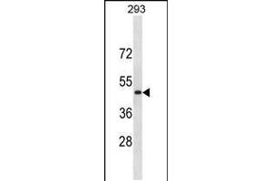 Western blot analysis in 293 cell line lysates (35ug/lane). (RNF135 抗体  (C-Term))