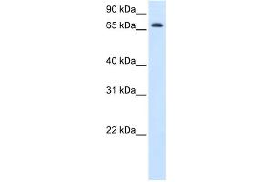 WB Suggested Anti-HAL Antibody Titration:  1. (HAL 抗体  (C-Term))