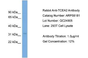 WB Suggested Anti-TCEA2  Antibody Titration: 0. (TCEA2 抗体  (N-Term))