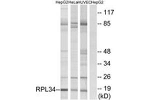 Western blot analysis of extracts from HepG2/HeLa/HuvEc cells, using RPL34 Antibody. (RPL34 抗体  (AA 41-90))