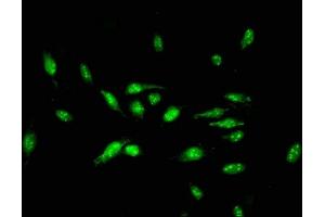 Immunofluorescent analysis of Hela cells using ABIN7150372 at dilution of 1:100 and Alexa Fluor 488-congugated AffiniPure Goat Anti-Rabbit IgG(H+L) (ID3 抗体  (AA 27-99))
