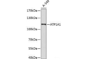 Western blot analysis of extracts of A-549 cells using ATP1A1 Polyclonal Antibody at dilution of 1:1000. (ATP1A1 抗体)