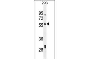 LARP6 Antibody (N-term) (ABIN654784 and ABIN2844464) western blot analysis in 293 cell line lysates (35 μg/lane). (LARP6 抗体  (N-Term))