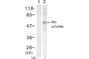 Western blot analysis of extracts from HT29 cells untreated(lane 1) or treated with UV(lane 2) using Myc(Phospho-Thr358) Antibody. (c-MYC 抗体  (pThr358))