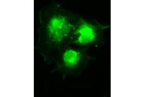 Anti-SILV mouse monoclonal antibody (ABIN2452277) immunofluorescent staining of COS7 cells transiently transfected by pCMV6-ENTRY SILV (RC200663). (Melanoma gp100 抗体)