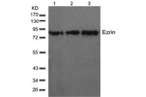 Image no. 1 for anti-Ezrin (EZR) (Thr566) antibody (ABIN197426) (Ezrin 抗体  (Thr566))
