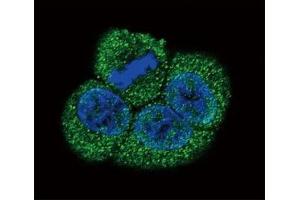 Confocal immunofluorescent analysis of VEGFR2 antibody with HeLa cells followed by Alexa Fluor 488-conjugated goat anti-rabbit lgG (green). (VEGFR2/CD309 抗体  (AA 1326-1356))